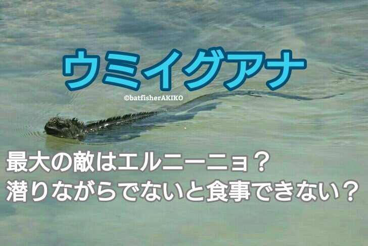 ウミイグアナ 最大の敵はエルニーニョ 潜りながらでないと食事できない ガラパゴスバットフィッシュ狂