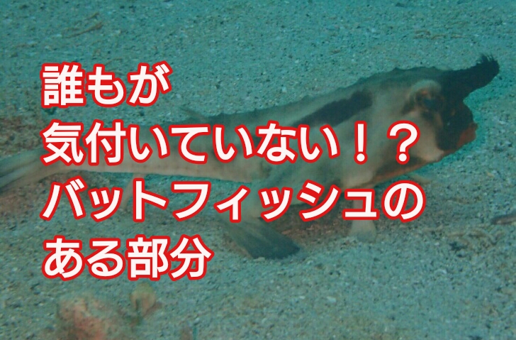 誰もが気付いていない バットフィッシュのある部分 ガラパゴスバットフィッシュ狂