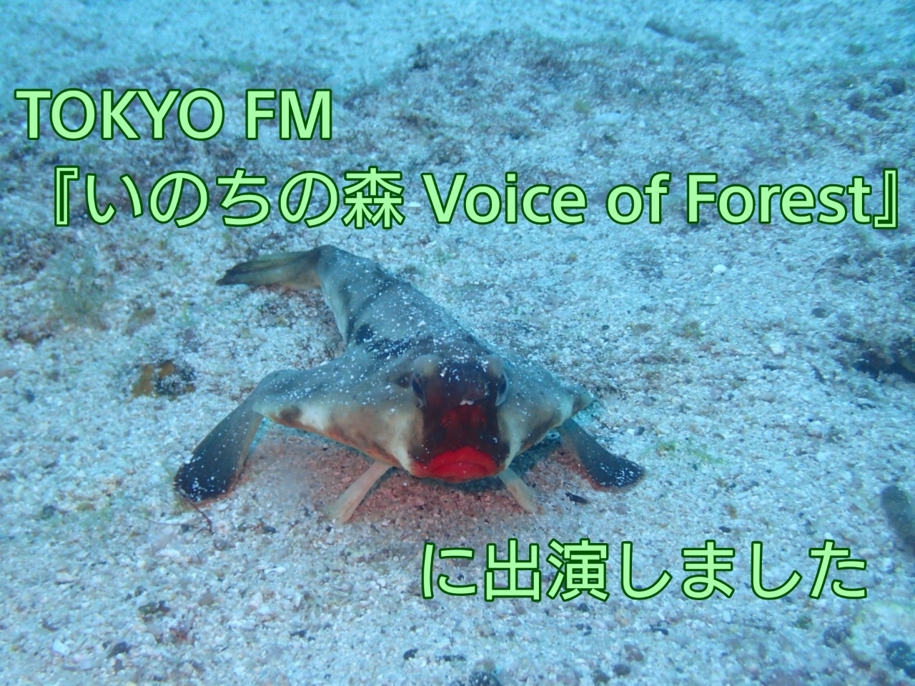 Tokyo Fm いのちの森 Voice Of Forest に出演しました ガラパゴスバットフィッシュ狂